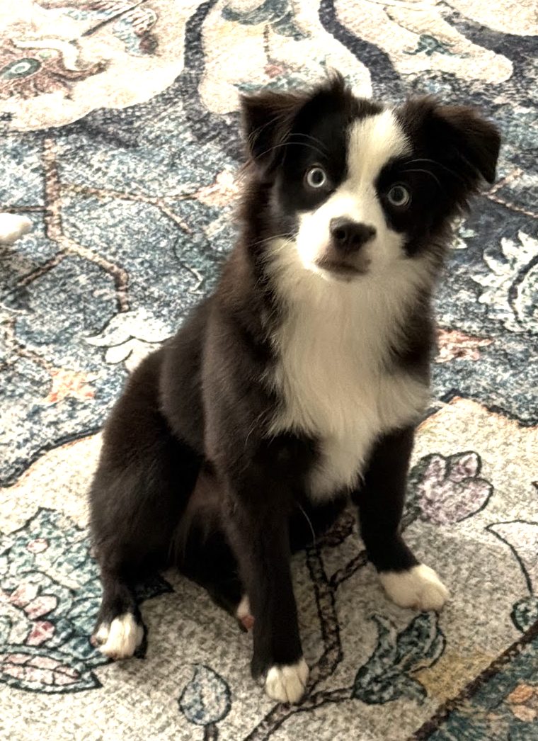 Charlie, a black and white mini Australian Shepherd puppy with pale blue eyes, sitting very politely on a floral rug