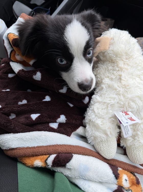 Charlie snuggled in his brown heart blanket next to Lamb Lamb, a fluffy white toy lamb