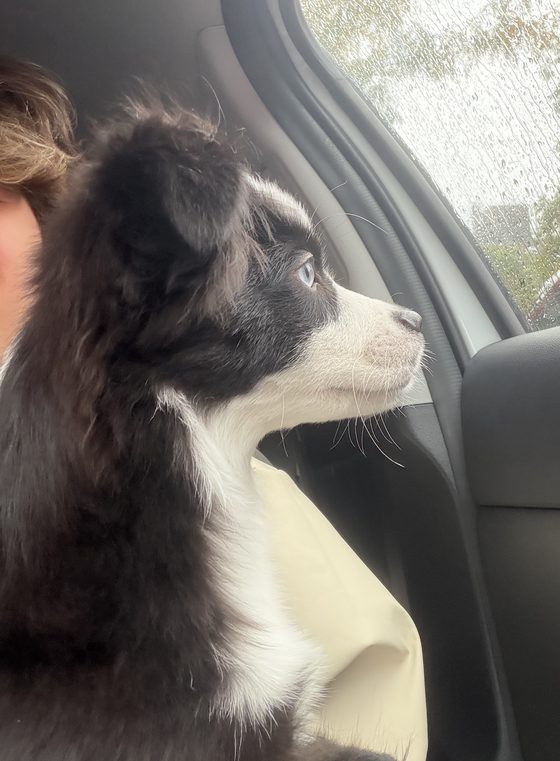Charlie gazing out of a rainy car window