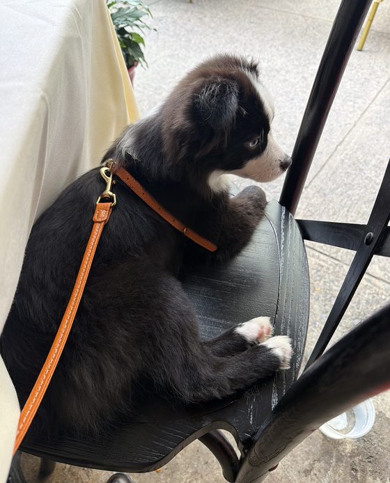 Charlie sitting up politely on a restaurant chair by a white tablecloth