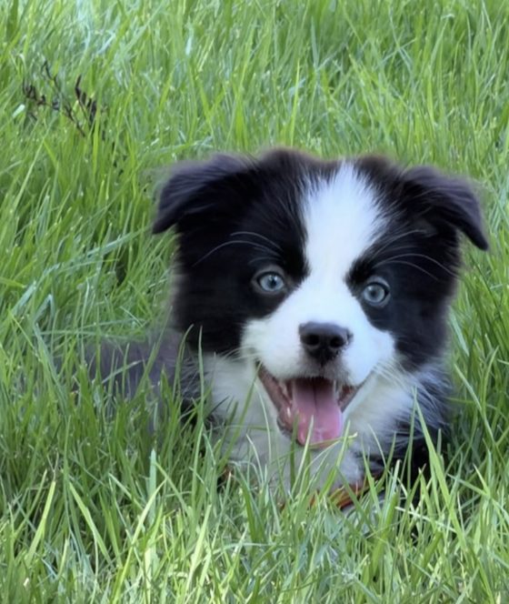 Charlie lying in the grass, tongue out, very happy