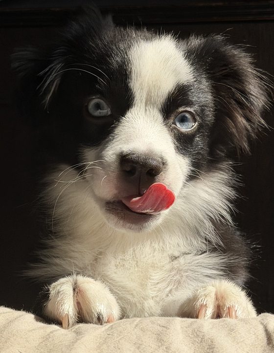 Charlie with his paws up, licking his nose