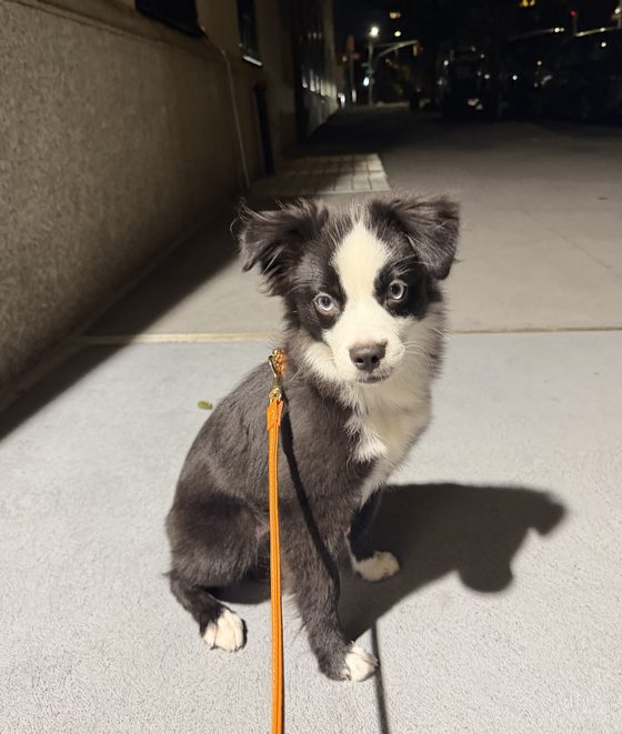 Charlie sitting on an Upper East Side sidewalk at night on his orange leash