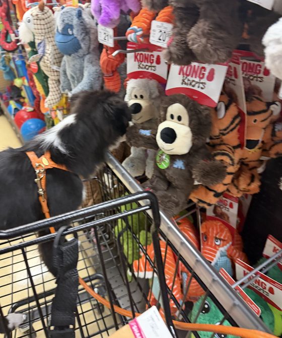 Charlie leaning out of the cart to sniff a brown KONG Knots bear