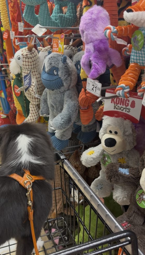 Charlie in a Petco shopping cart, studying a wall of plush toys