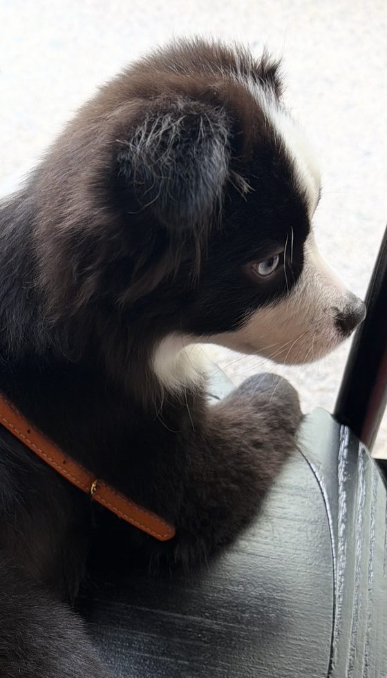 Charlie in profile, sitting on a chair in his tan collar
