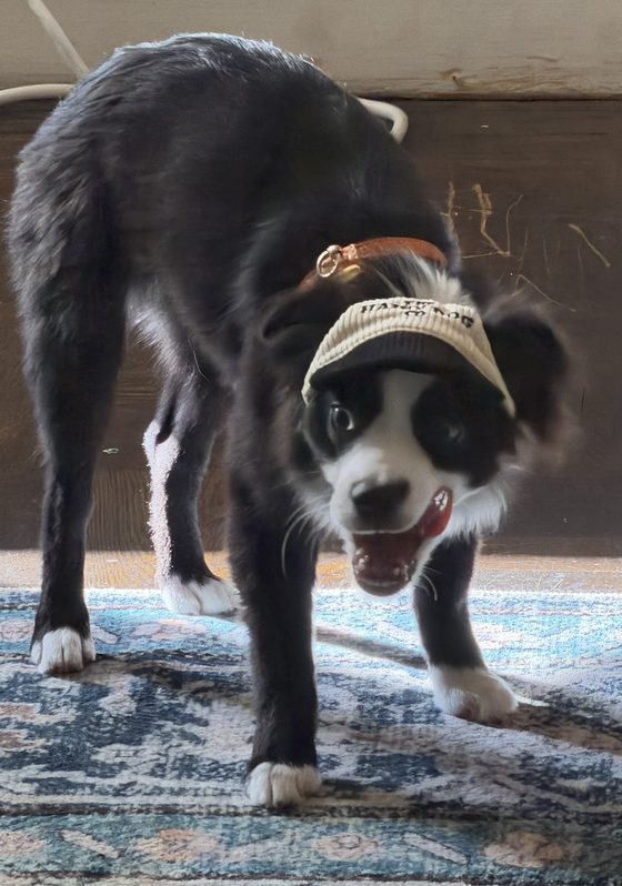 Charlie mid-zoomies with his mouth open, wearing a little cap